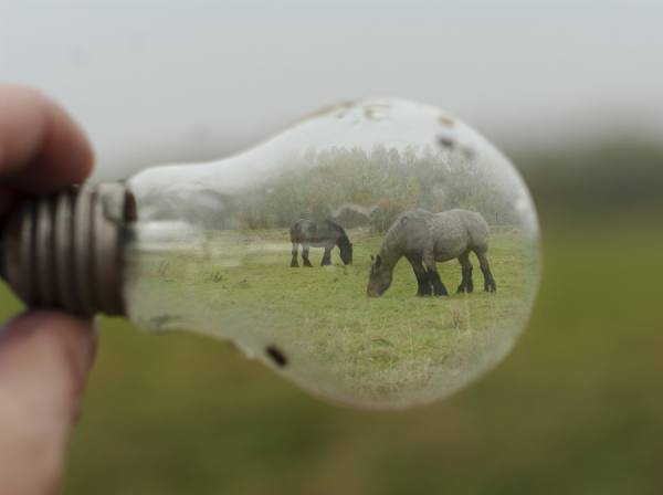 Photograph Jean-paul Opperman  Ahorse on One Eyeland